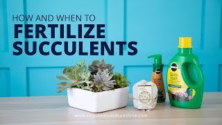 How and When to Fertilize Succulents  And What Fertilizers to Use [upl. by Mihsah]