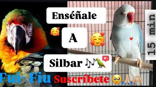 SILBIDOS para Tu LORITO 🦜 🥰 FIUFIU 🦜 Ninfas cacatuas aga15 min🎶🦜🥰 whistles for your parrots🫶🏼❤️ [upl. by Bekah]