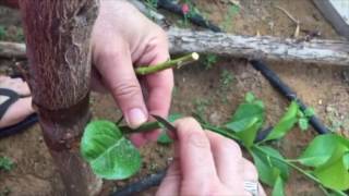 How to Graft citrus [upl. by Cl]