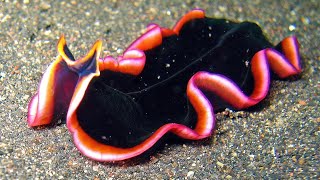 Facts Marine Flatworms [upl. by Hax833]