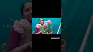 Orchid Rose For Sale 💗  9947467977  Anju‘sgarden  RPerunad [upl. by Laurena]