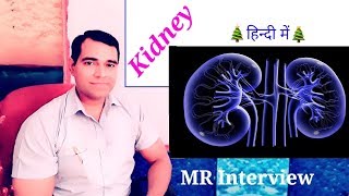 Kidney Anatomy Renal Nephron Urinary System  MR job Interview [upl. by Atnom548]