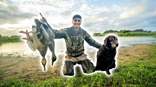 La Dernière Chasse au Canard avec Ébène  ChasserCuisinerManger [upl. by Sisson219]