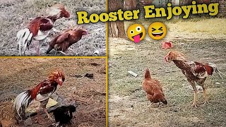 Hens are Happy and Rooster Enjoying mating with hens [upl. by Aneekat]