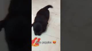 Cute adorable puppies 😺ytshorts youtubeshorts [upl. by Enitnatsnoc]