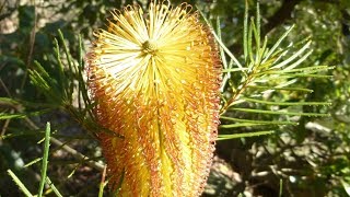 Anguss Plants for Aussie Birds  Banksia spinulosa [upl. by Annekim898]