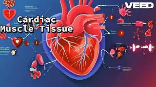 Cardiac Muscle Tissue  The Heart of the Matter [upl. by Aisatsan784]