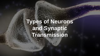 Types of Neurons and Synaptic Transmission [upl. by Ahsennod]