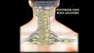 Anatomy Of The Neck amp Cervical Spine  Everything You Need To Know  Dr Nabil Ebraheim [upl. by Collin353]