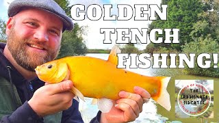 Anglers Paradise  Tench Lake  Float Fishing for Golden Tench [upl. by Lynea886]