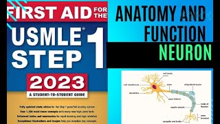 Neuron anatomy and function  Nervous system First Aid Lectures Lec5 drjamillectures [upl. by Yobybab]