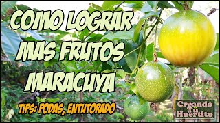 Cómo hacer que mi maracuyá de más frutos [upl. by Percival]