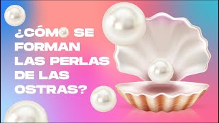 ¿Cómo se forman las perlas en las ostras [upl. by Verge]