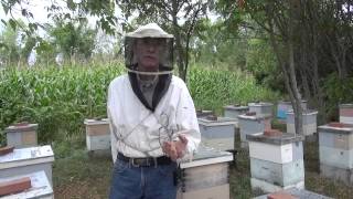 Michael Palmer  On Package Bees [upl. by Maryjo]