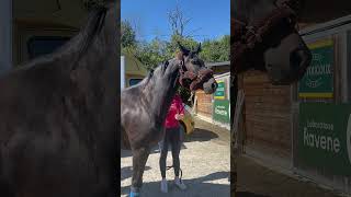 JE DÉMÉNAGE AVEC MES CHEVAUX 🐴☀️ equitation cheval equestrian poney horse pony [upl. by Relyuhcs]