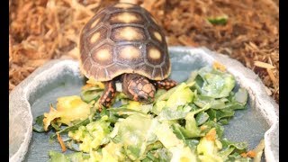 Redfoot Tortoise Unboxing from Redfoot Ranch [upl. by Katya]