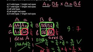 How to solve advanced genetics problems [upl. by Wolfgram791]