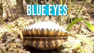 Florida bay scallops have blue eyes [upl. by Atikal235]