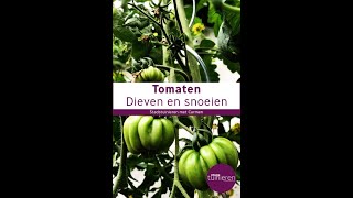 Stadstuinieren  Tomatenplanten snoeien moestuin [upl. by Anihsit]