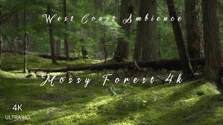 Beautiful Sunny Forest 4K ASMR [upl. by Saenihp29]