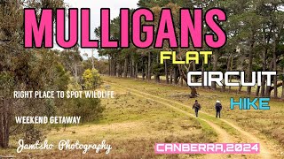 MULLIGANS FLAT CIRCUIT HIKECANBERRA 2024 4K [upl. by Silliw]