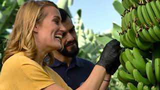 El cultivo del Plátano de Canarias con Mireia Belmonte [upl. by Fineman]