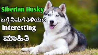 Siberian Husky dog facts in Kannada interesting facts about Husky ಕನ್ನಡ [upl. by Sanford]