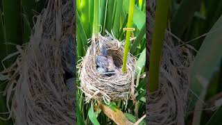 The baby cuckoo threw the egg from the nest cuckoo nature [upl. by Ennail80]