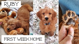 Goldendoodle Puppy 8 Weeks Old [upl. by Anivlem266]