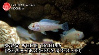 Snow White Cichlid The pretty quotPRINCESSquot that everybody love Leopard Aquatic I012A [upl. by Aniretake]