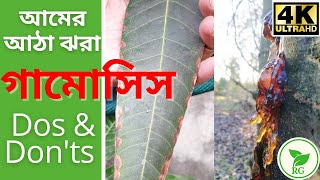 আম গাছ কি গামোসিসে আক্রান্ত  সমাধান কী  Mango Gummosis Symptoms and Solution  RAJ Gardens  4K [upl. by Acirrehs]