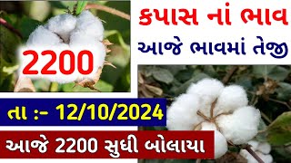 Kapas Na Bhav । 12102024 । કપાસ ના ભાવ  Information about cotton crop price [upl. by Aubine863]