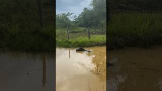 Tapirus terrestris having a swim [upl. by Ahseniuq]