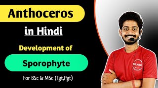 Anthoceros in Hindi  Development of Sporophyte in Anthoceros  Life Cycle of Anthoceros  05 [upl. by Anij]