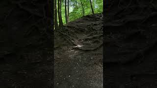 Der Deister oberhalb von Barsinghausen hugel natur wald entspannung hannover wildpflanzen [upl. by Gnehs708]