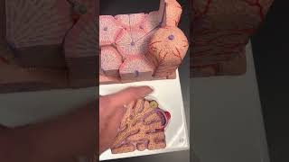 Liver Histology Model [upl. by Anoit]