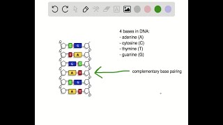 Which of the following nucleotide bases are present in equal amounts in DNA a adenine and cytosin… [upl. by Maressa]