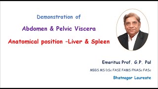 2 Anatomical position of Liver and Spleen [upl. by Tani]