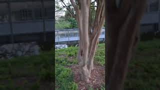 Arbol con Flor tree arboles viral boernetx texas sanantoniotx plants garden jardin [upl. by Ninon433]