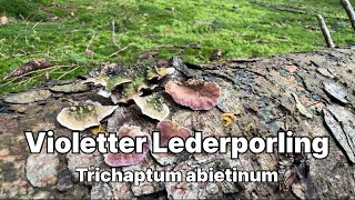 Violetter Lederporling Tannentramete  Pilze unter der Lupe [upl. by Loresz840]