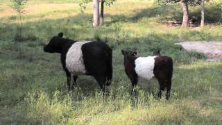 Fearringtons Belted Galloway Cows [upl. by Meibers]