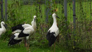 Storchenrettung Erfde ein Storchenkind aus Dänemark💗Stork rescue Erfde a storklet from Denmark [upl. by Annasor358]