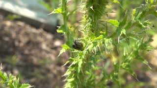 Thistle head weevil mating [upl. by Emilia357]