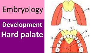 Hard Palate Development Key Insights [upl. by Fortunio87]