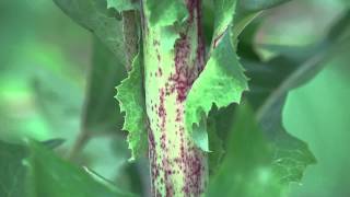 2014 4K Lactuca serriola C004123 [upl. by Felipe980]