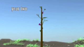 Growth Cycle Plant Animation  HORT 349 [upl. by Behlau548]