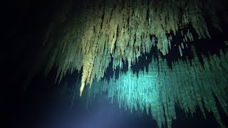 Cenote quotDreamgatequot upstream 4KUHD [upl. by Lednam]