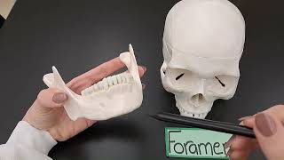 Bone Markings  Explained  Made SIMPLE [upl. by Lyrpa]