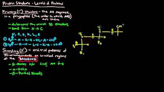 Protein Structure Part 1 of 4  Levels of Protein Structure [upl. by Areikahs]