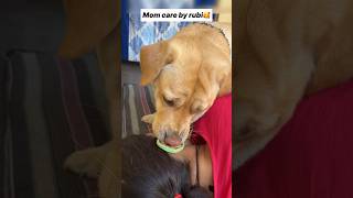 Meri maa 🥰  labra rubi  youtubeshorts shorts labrador dog emotional cute maa trending [upl. by Nairad]